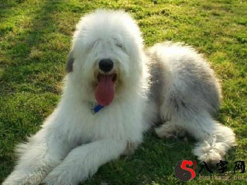 梦见古代牧羊犬